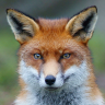 FoxBazo